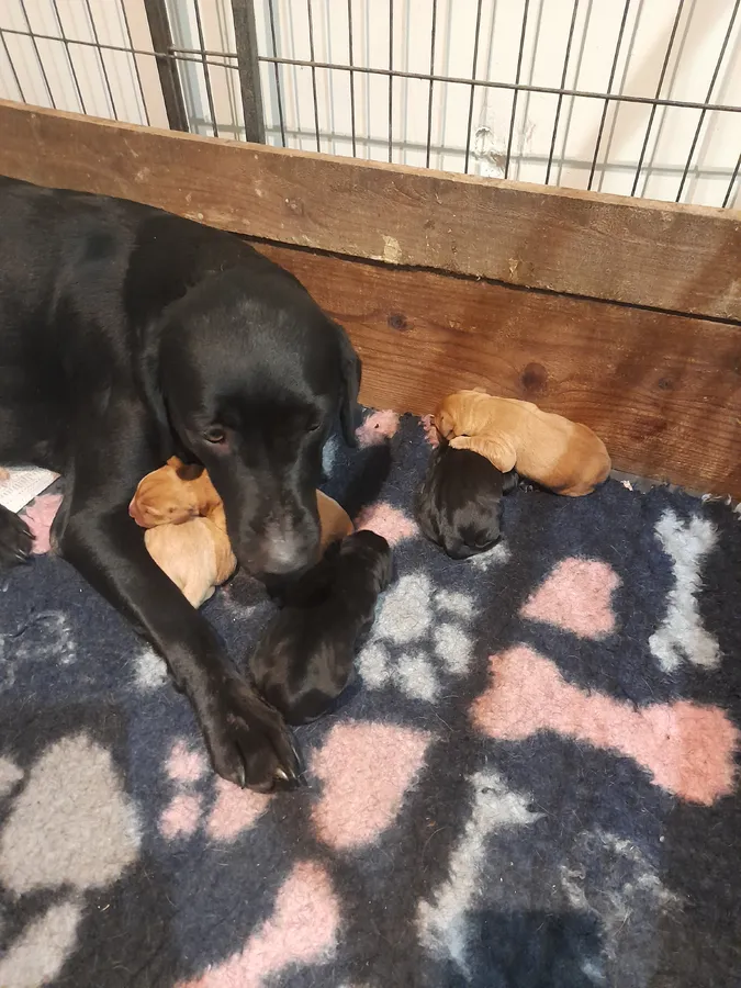 KC Registered Fox Red boy Puppy