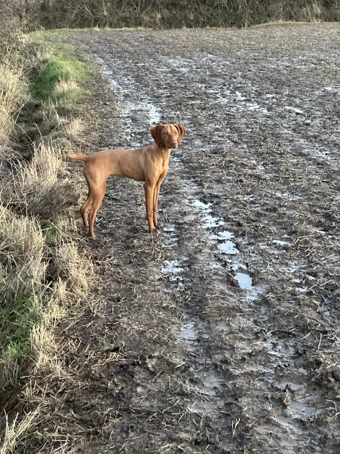 Kc Hungarian vizsla for sale