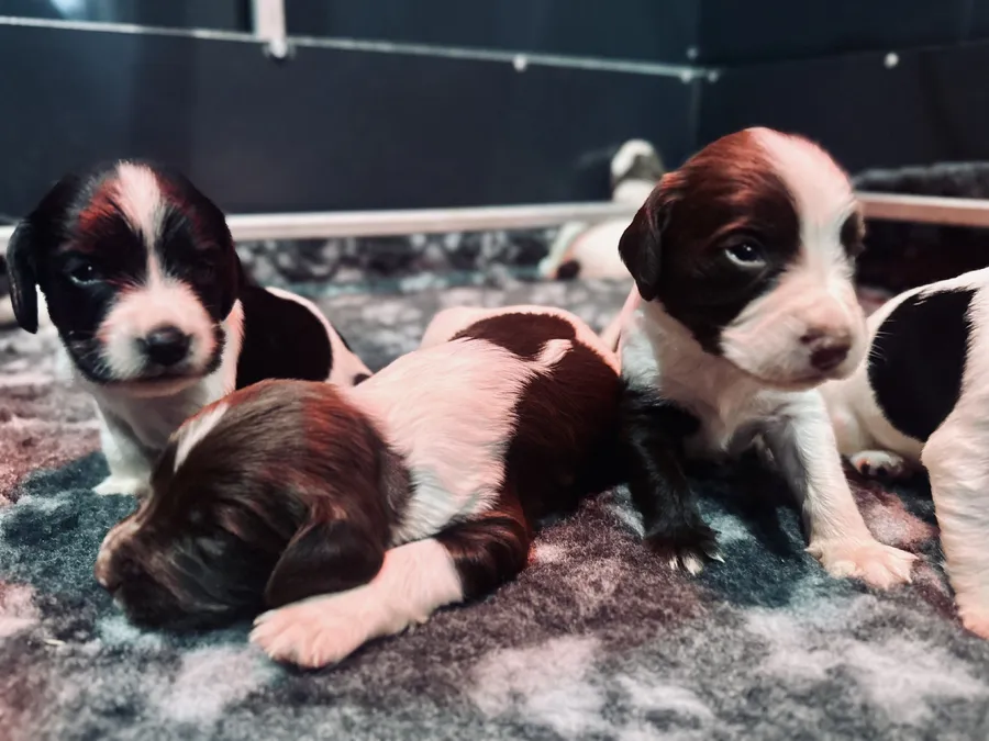 KC Champion ship lines Springer Spaniel Puppies