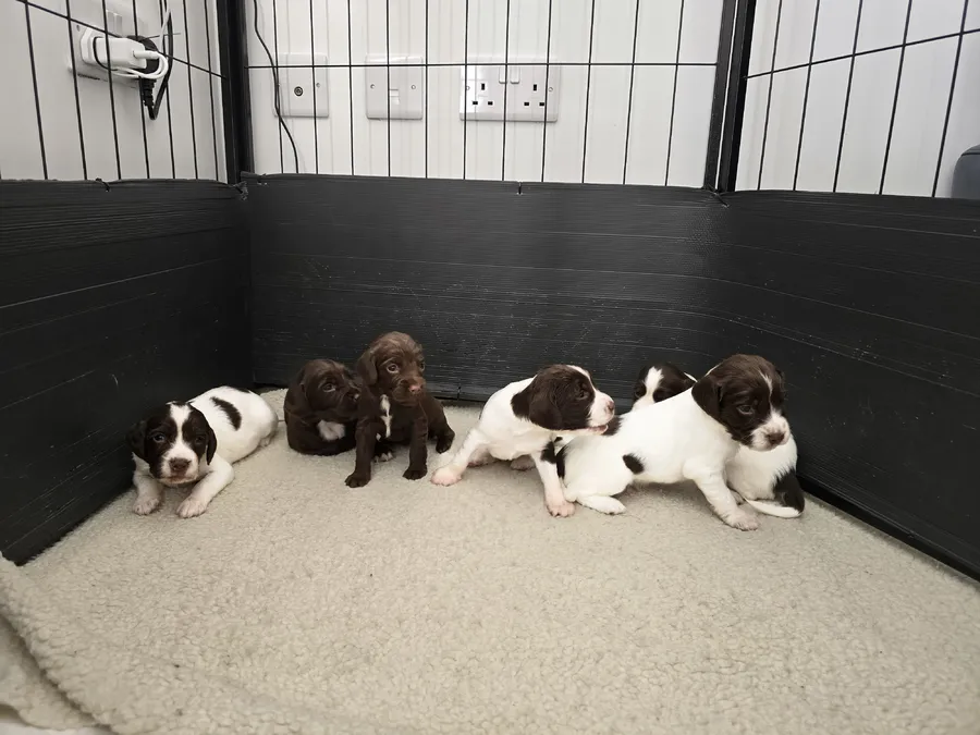Stunning working sprocker puppies