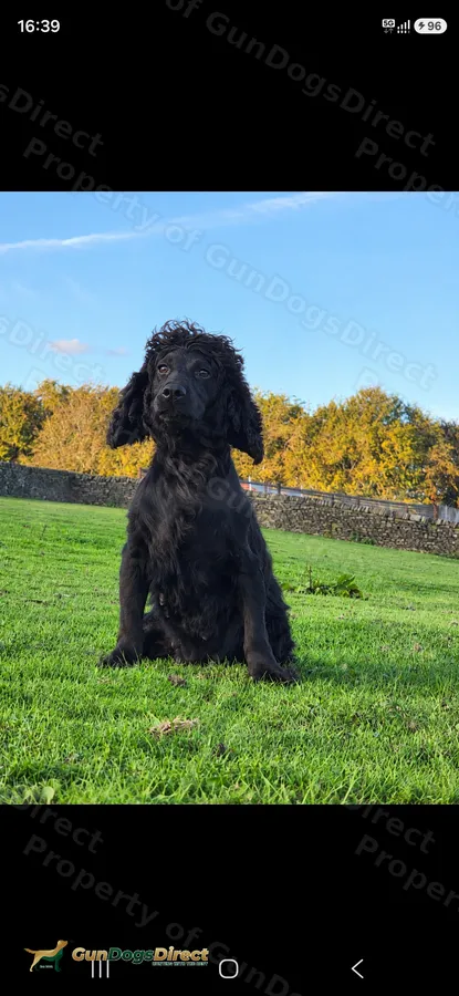 Kc registered cocker spaniels pups