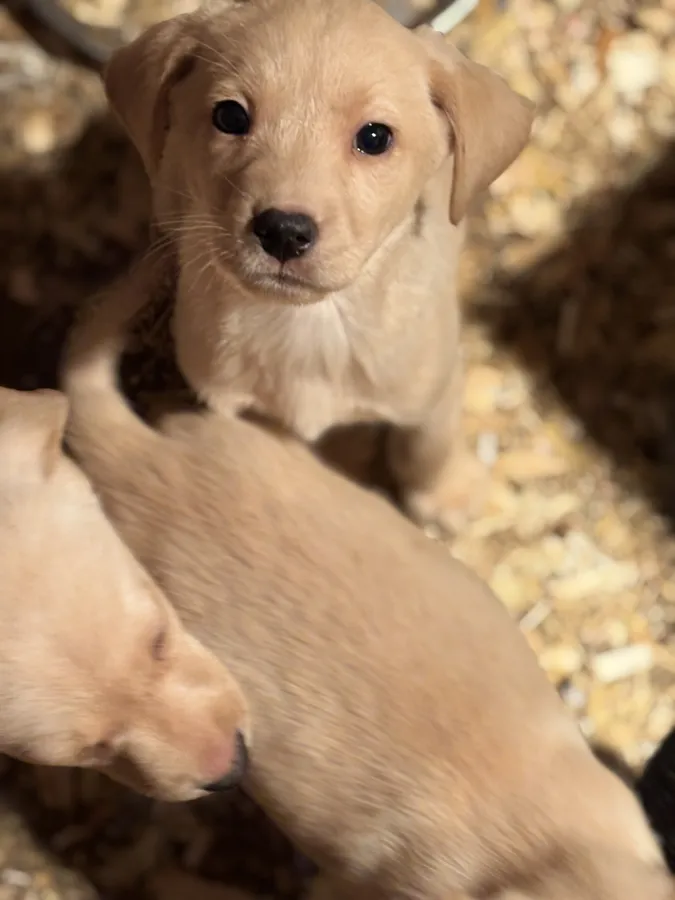 Kc registered Labrador pups for sale