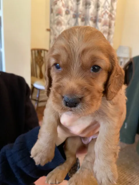 KC Working Cocker Spaniels
