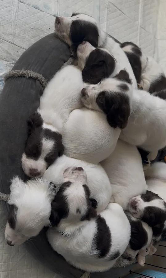 Liver and white English springer spaniel puppies