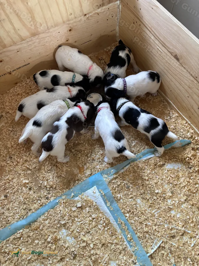 KC FTCH Springer Spaniel
