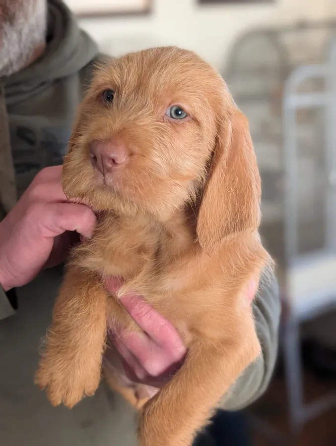 Hungarian wirehaired visla dog puppies