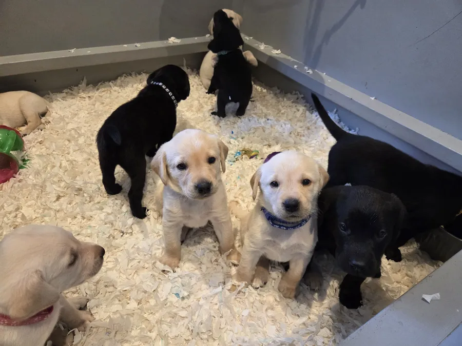 Field Trial Champion sired pups