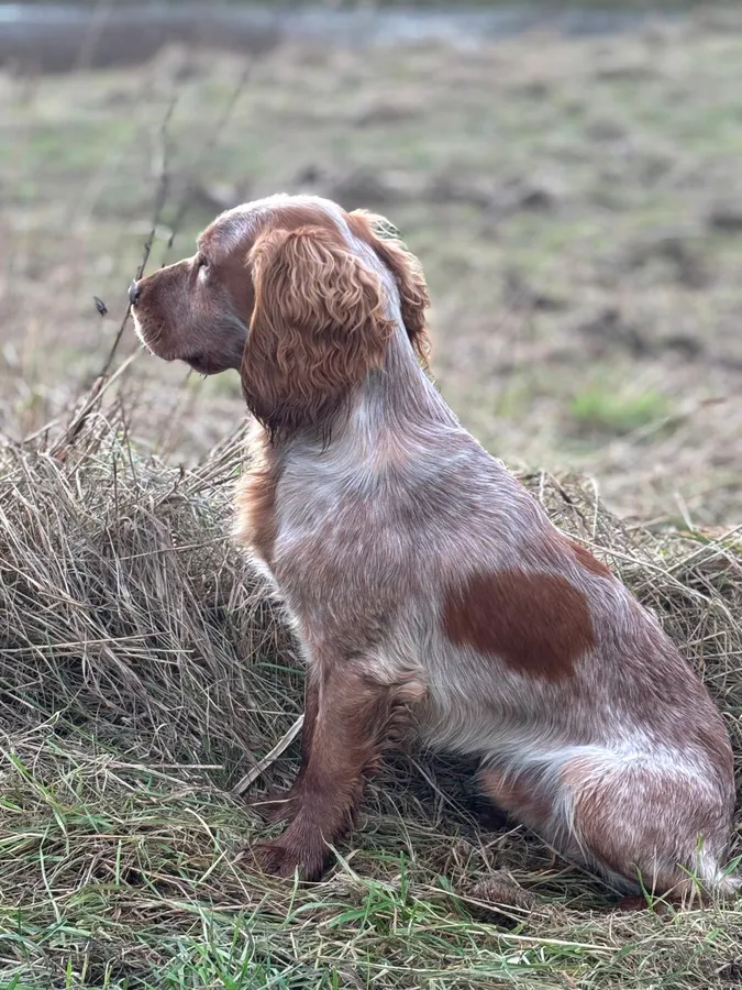 Cocker spaniel dog