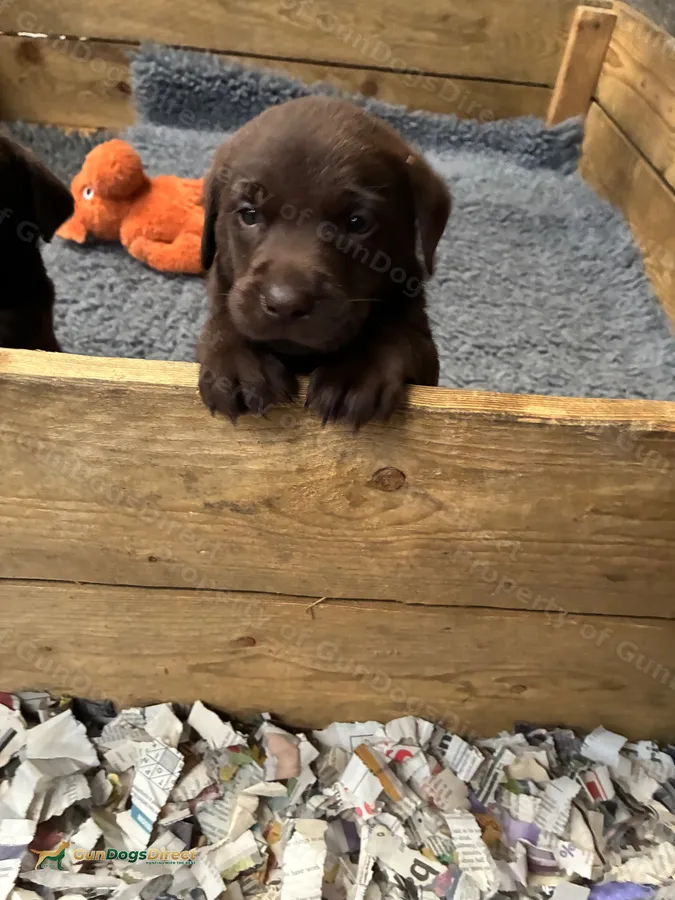 Working chocolate Labrador bitch puppy