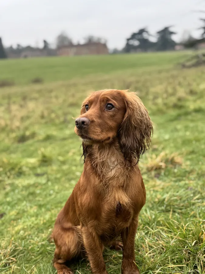 Health tested Working Cocker Spaniel at Stud