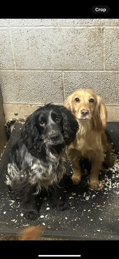 KC Registered Cocker Bitches 3yr old Two Sisters