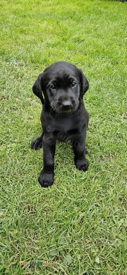 KC Reg Black Labrador Puppies