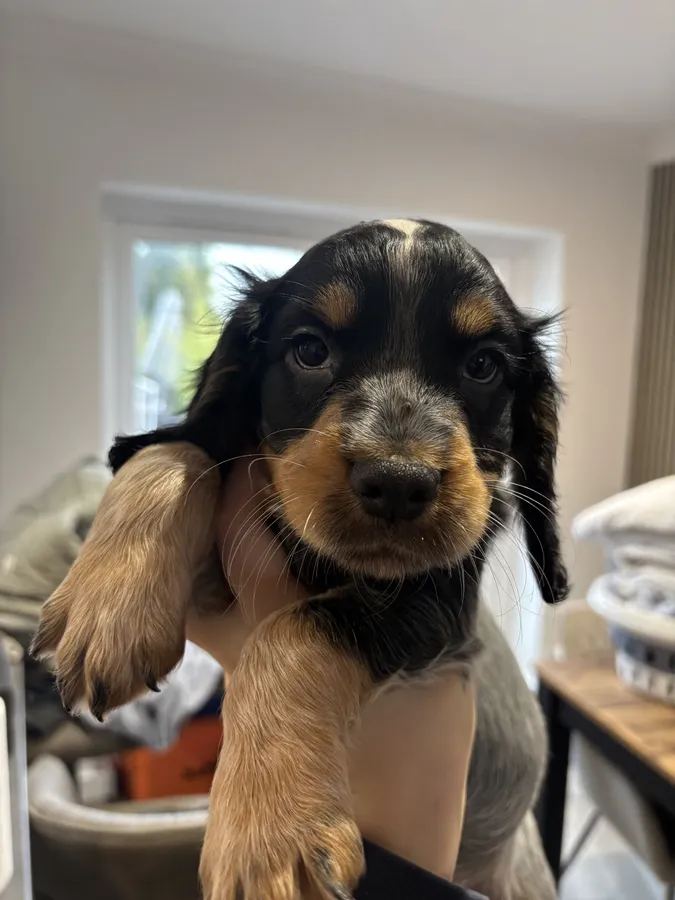 KC health tested working cocker pups