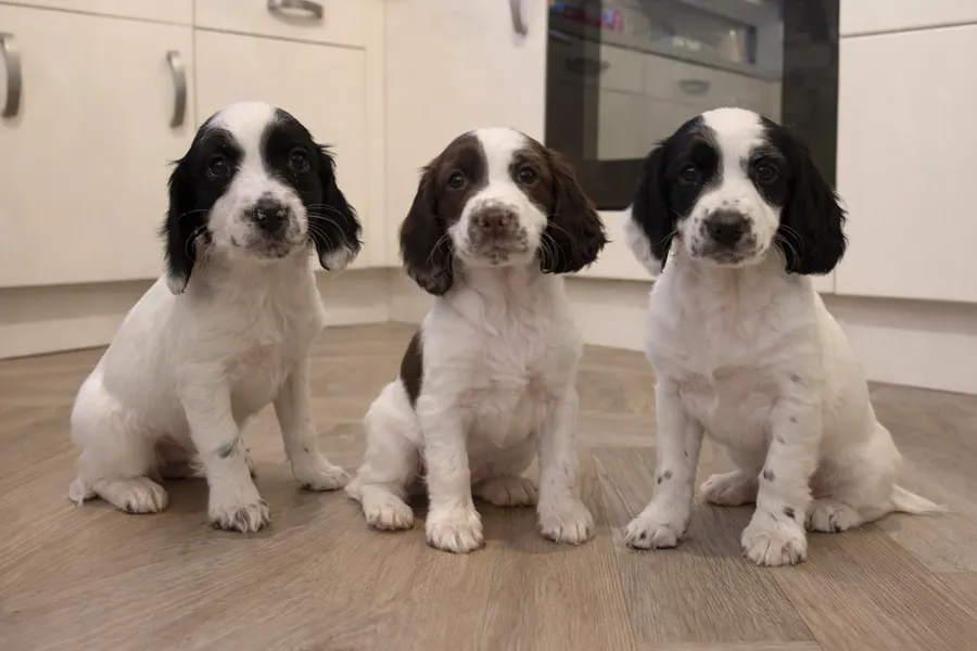 Springer Spaniel puppies