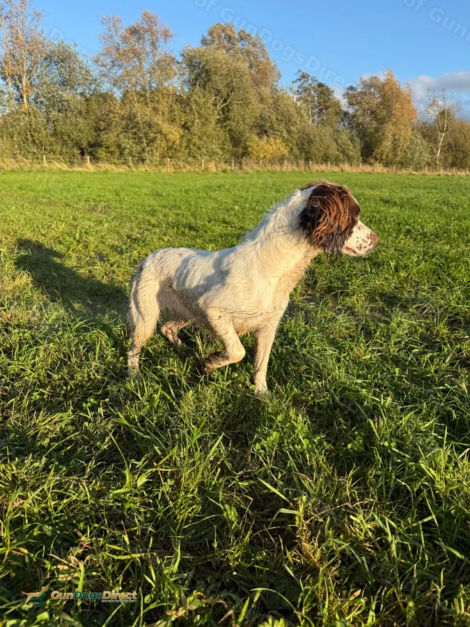 English spaniel bitch | GunDogsDirect