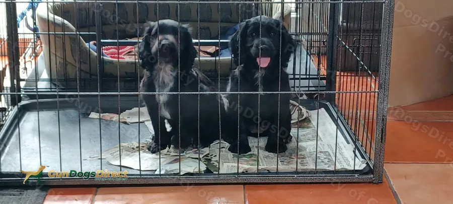 Working Cocker Spaniels