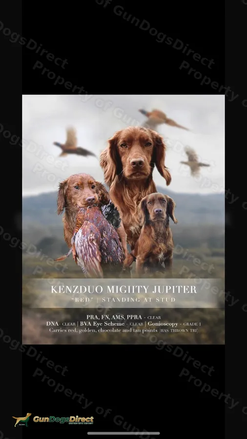 Kc cocker spaniels