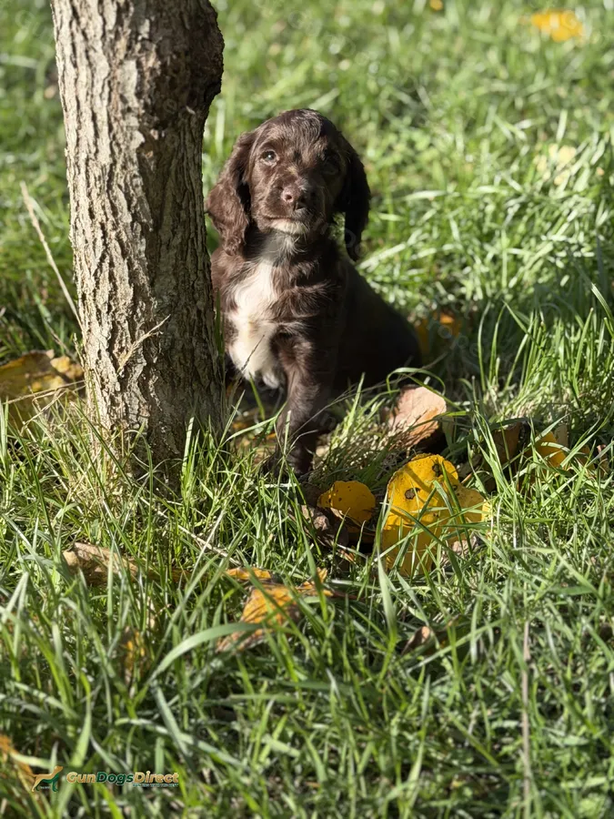 Health tested KC registered Working Cocker Puppies