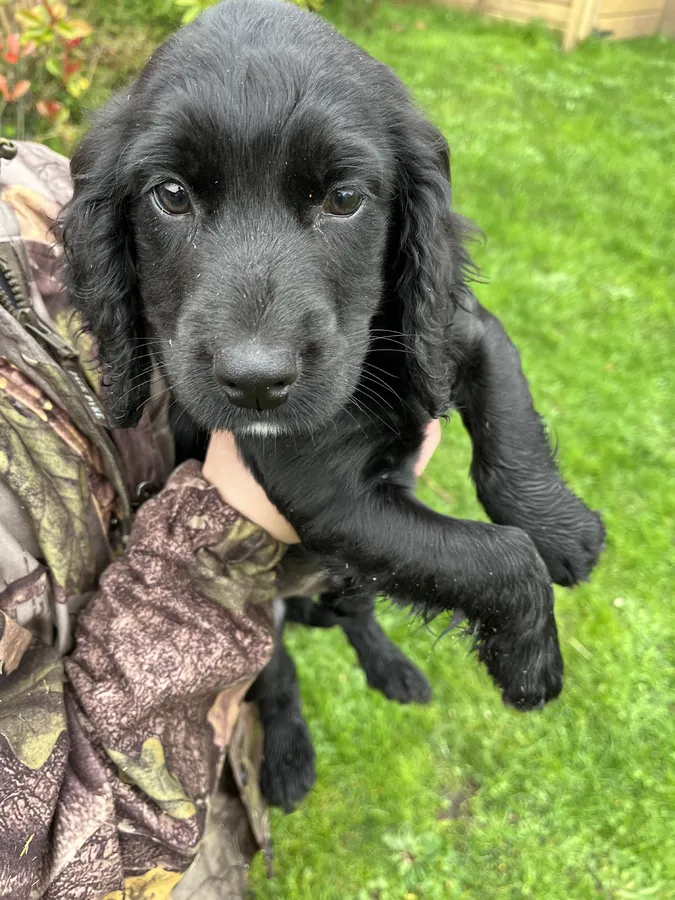 Field trial champion sired dog pup