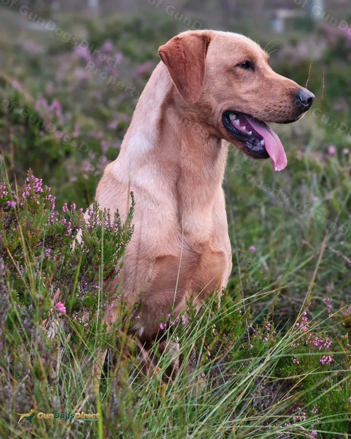 Yellow male Labrador 18months