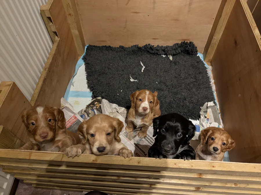 Beautiful Working Cocker puppies