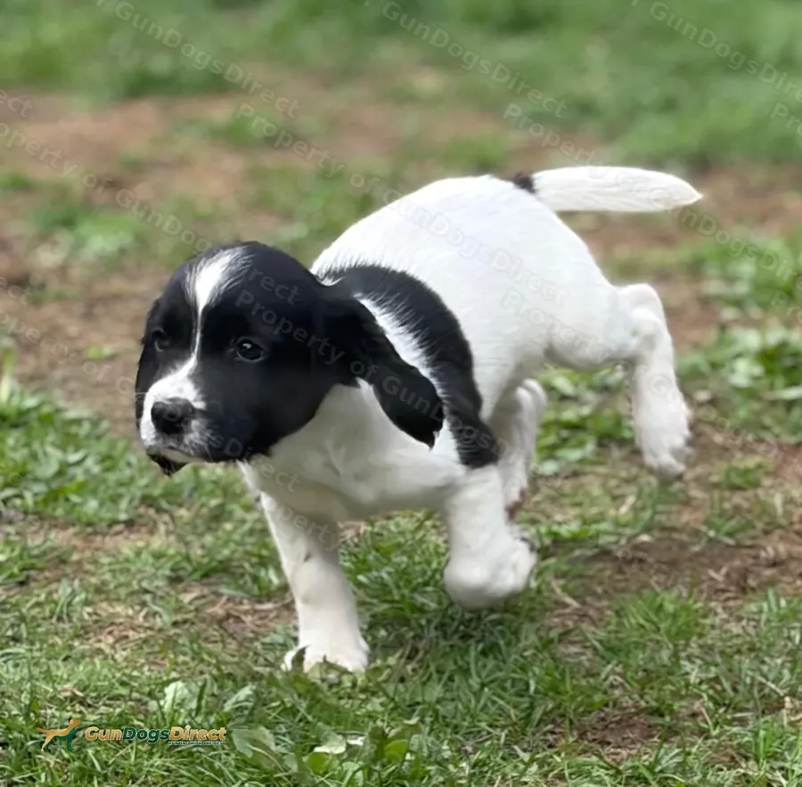 IRFTCH Sired Springer Spaniel Puppies