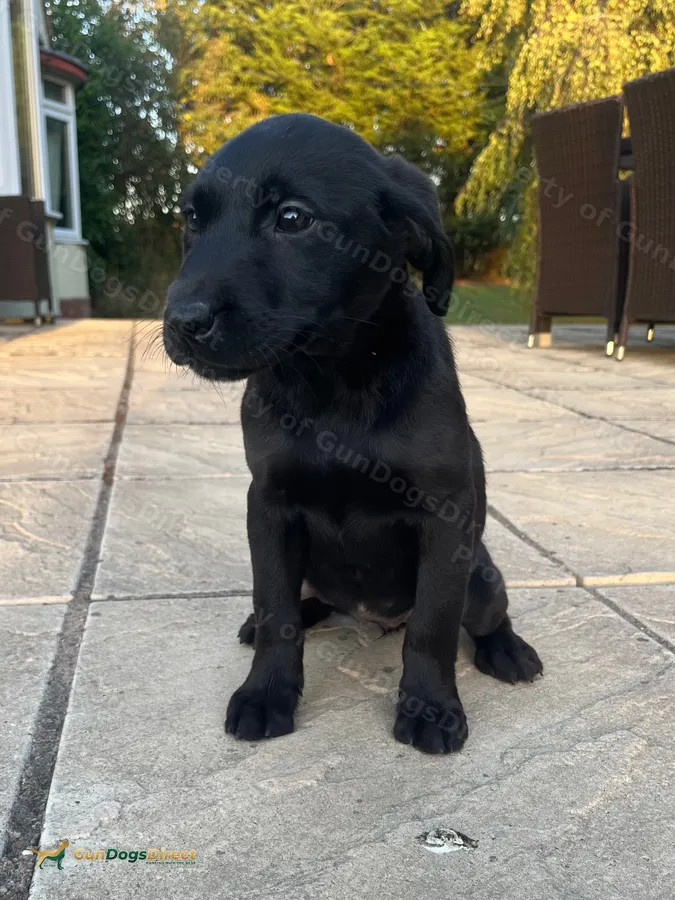 Beautiful black lab puppies