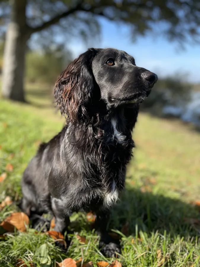 1 Year Old Working Cocker Spaniel