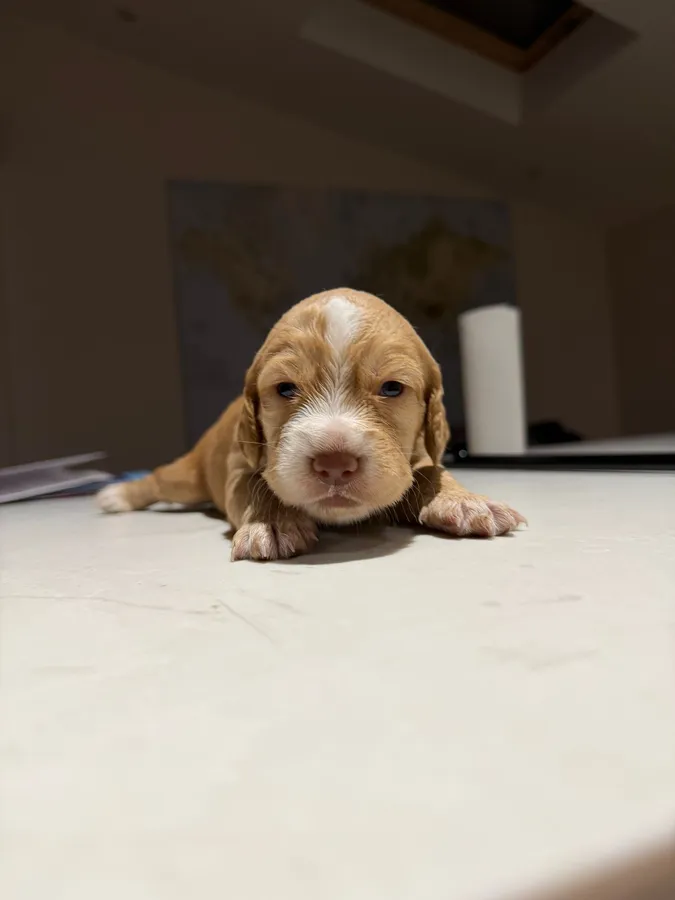 Working cocker spaniel puppies for sale