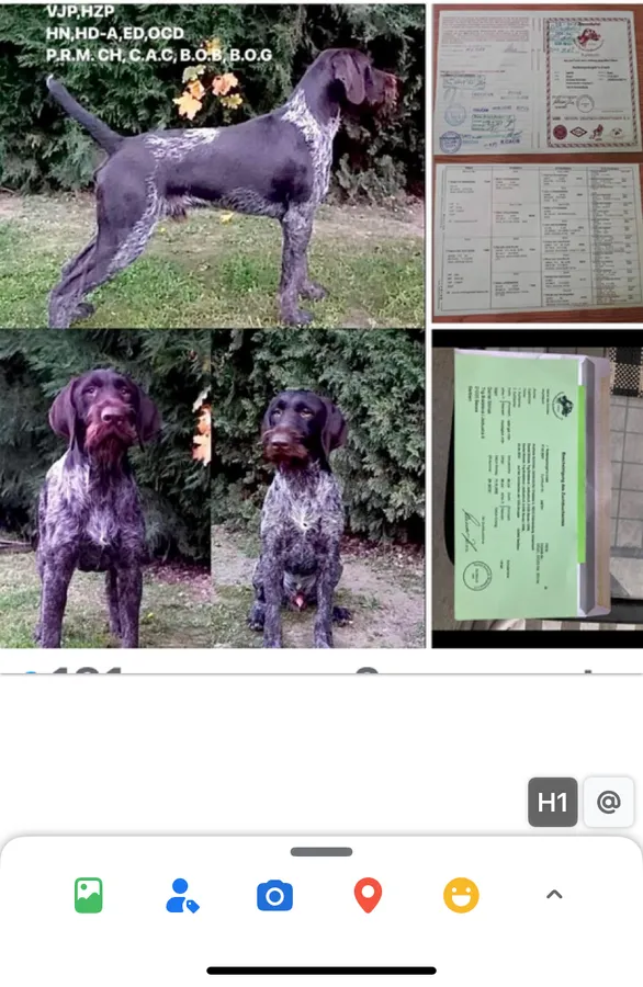 Fully trained Drahthaar imported this year from Europe