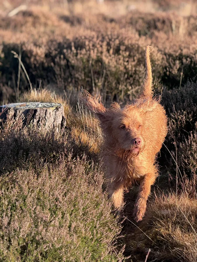 Gunnerwood Sarikas Sebastian