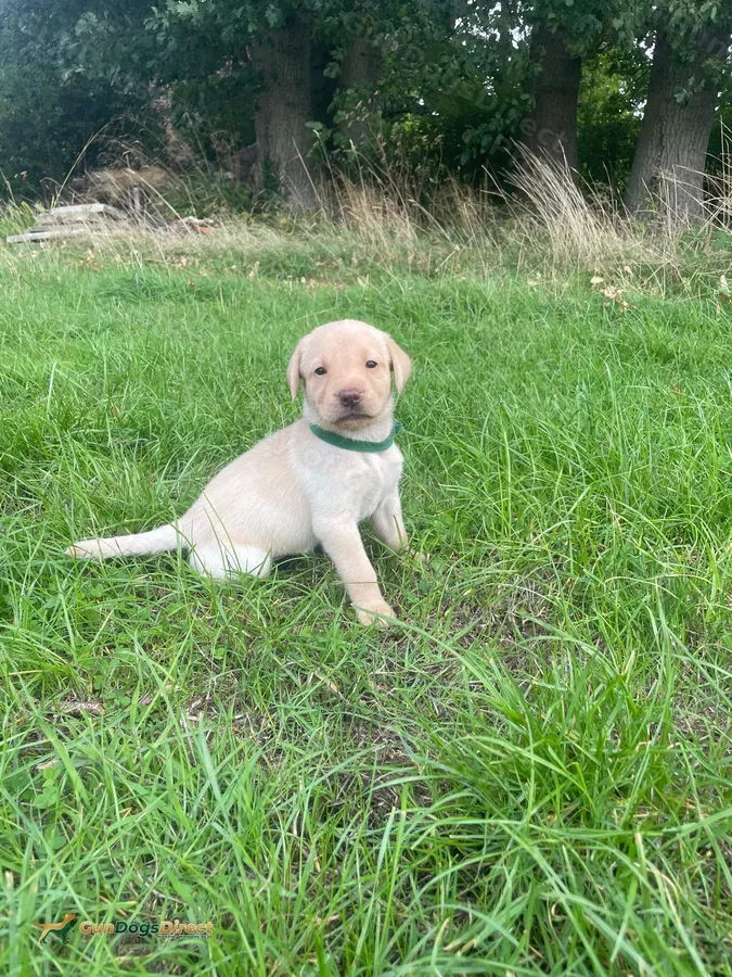 Excellent Pedigree Labrador Puppies