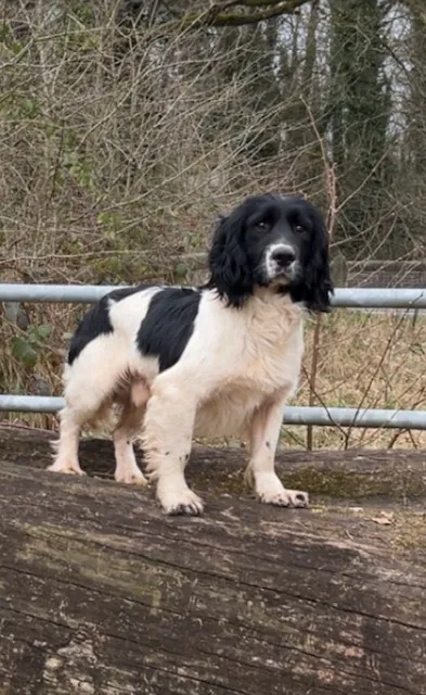 Proven Health Tested ESS Standing at Stud