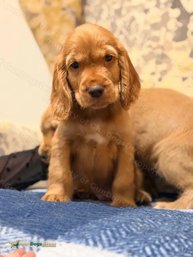 Fantasticly Bred Health Tested Cocker Pups