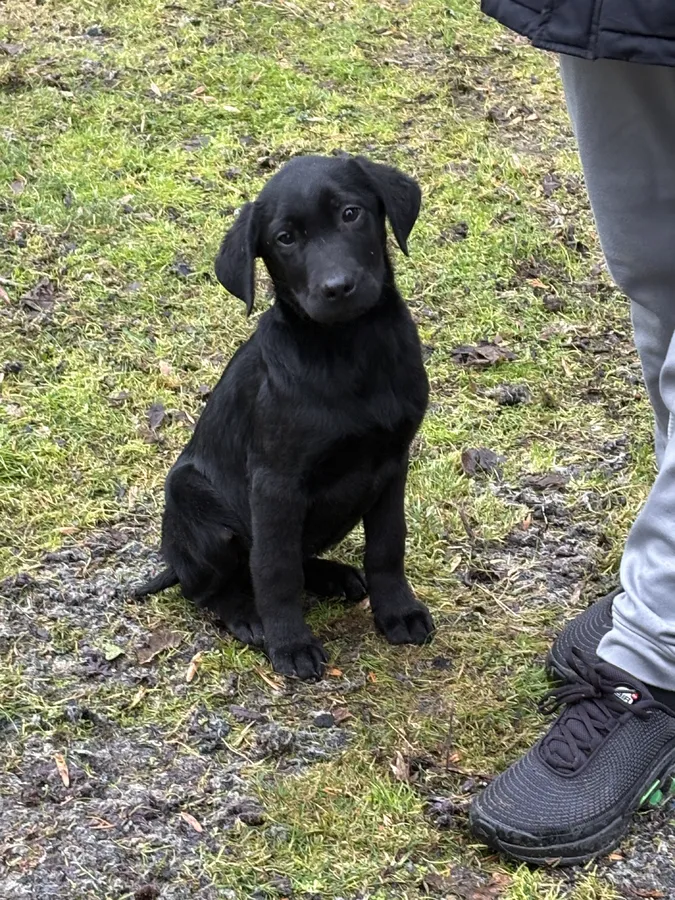 Black male 4 months old