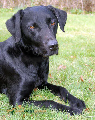 BRINDLEBAY GUNDOGS