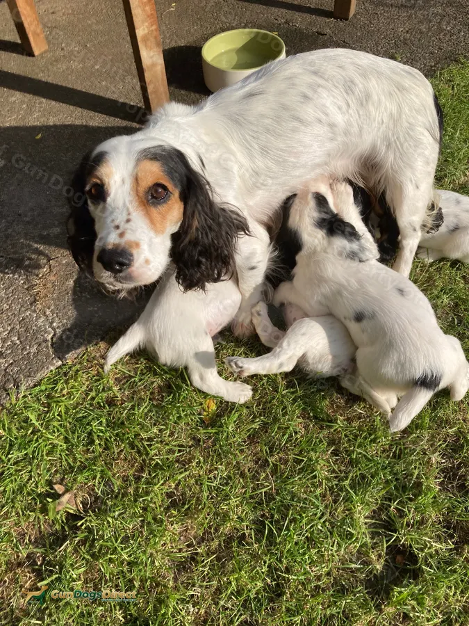 Cocker Spaniel Pups KC Reg
