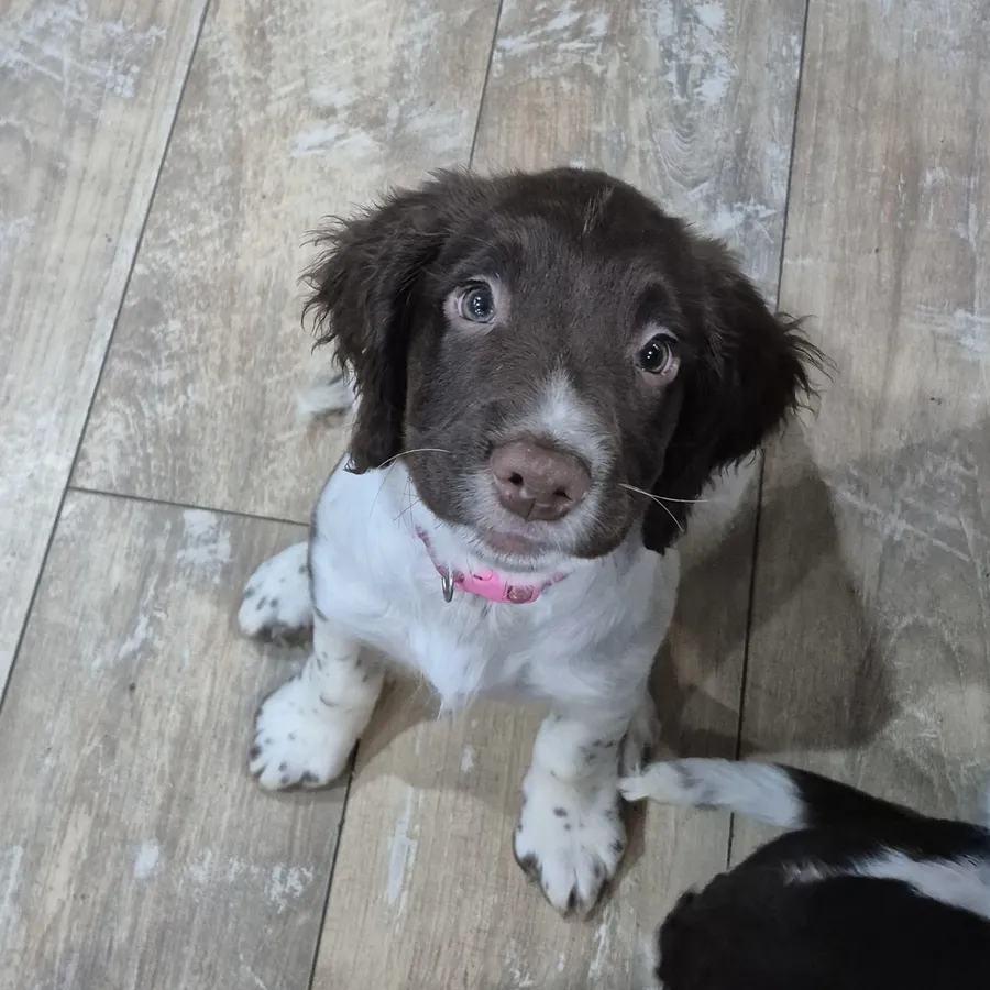 Stunning KC English Springer Spaniels strong FT heritage
