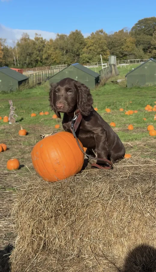 Working Chocolate Cockers