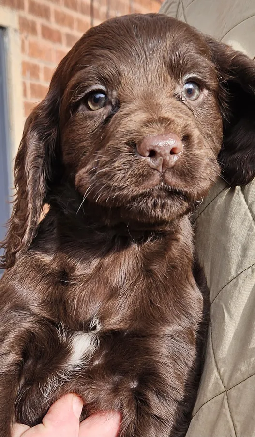 Cocker spaniel pups