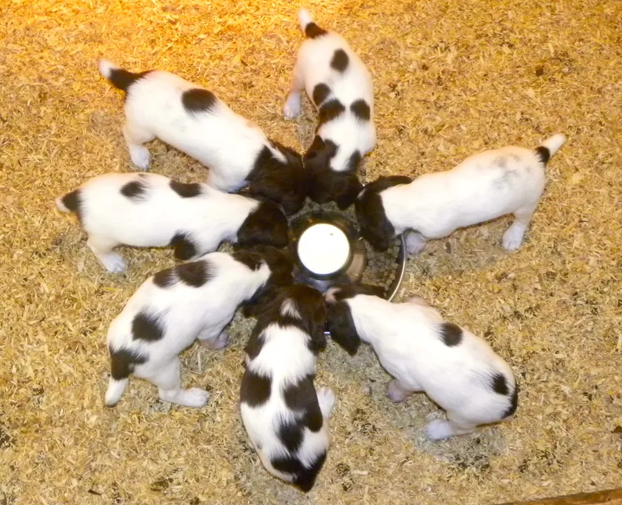 Champion-sired top class springer dog pups