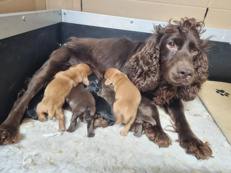 Cocker Spaniel Puppies