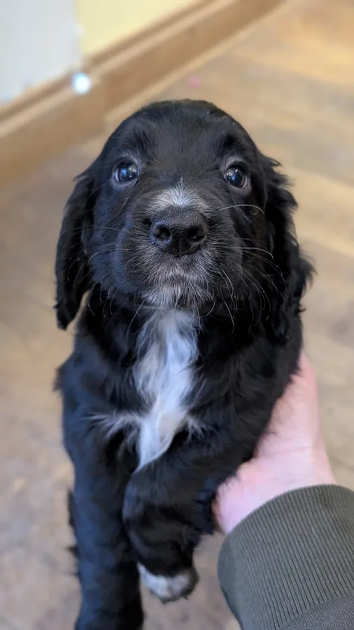 Working Cocker Spaniel Puppies ready from New Years Eve