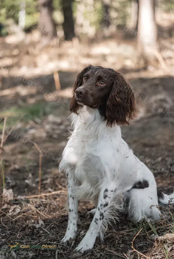 KC reg ESS available for stud