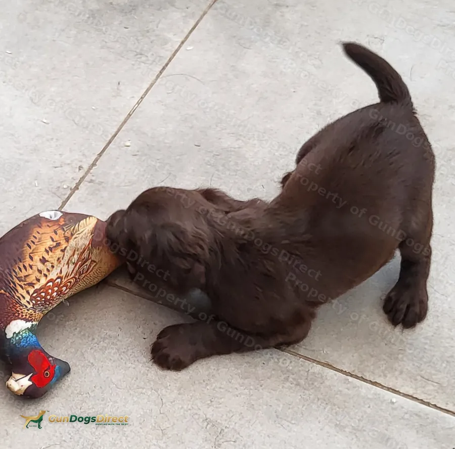 Lovely bred pups