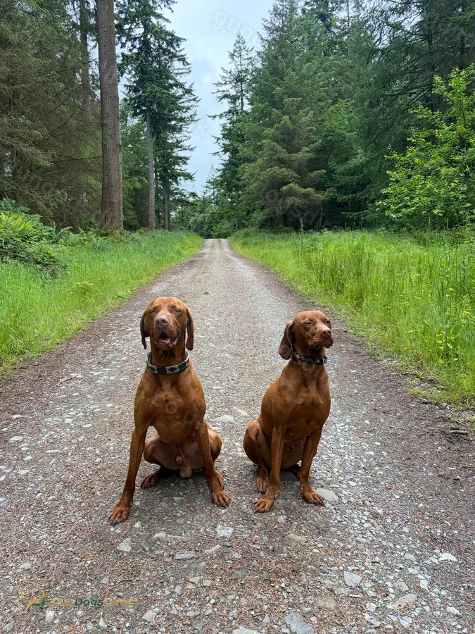 Smooth haired Hungarian vizsla puppies