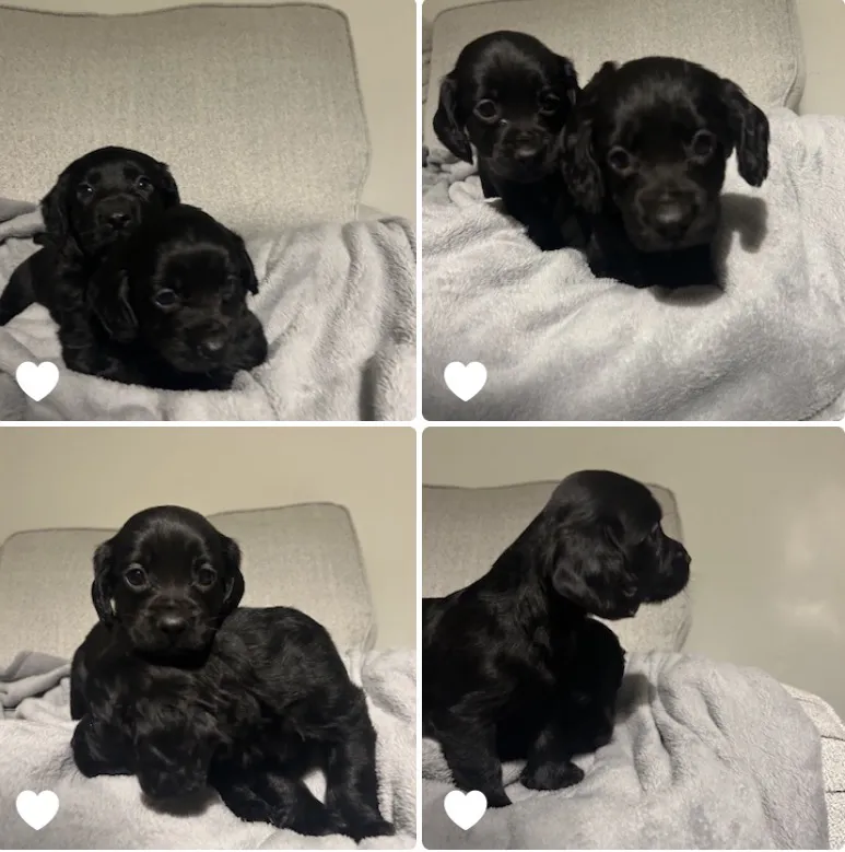 KC registered Black Cocker Spaniels