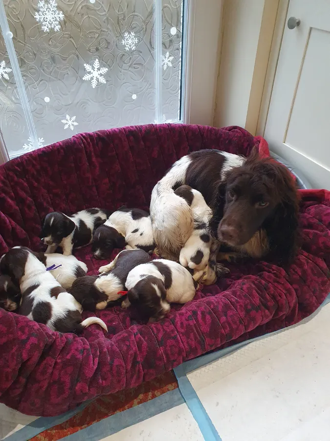 KC English Springer Spaniel Puppies