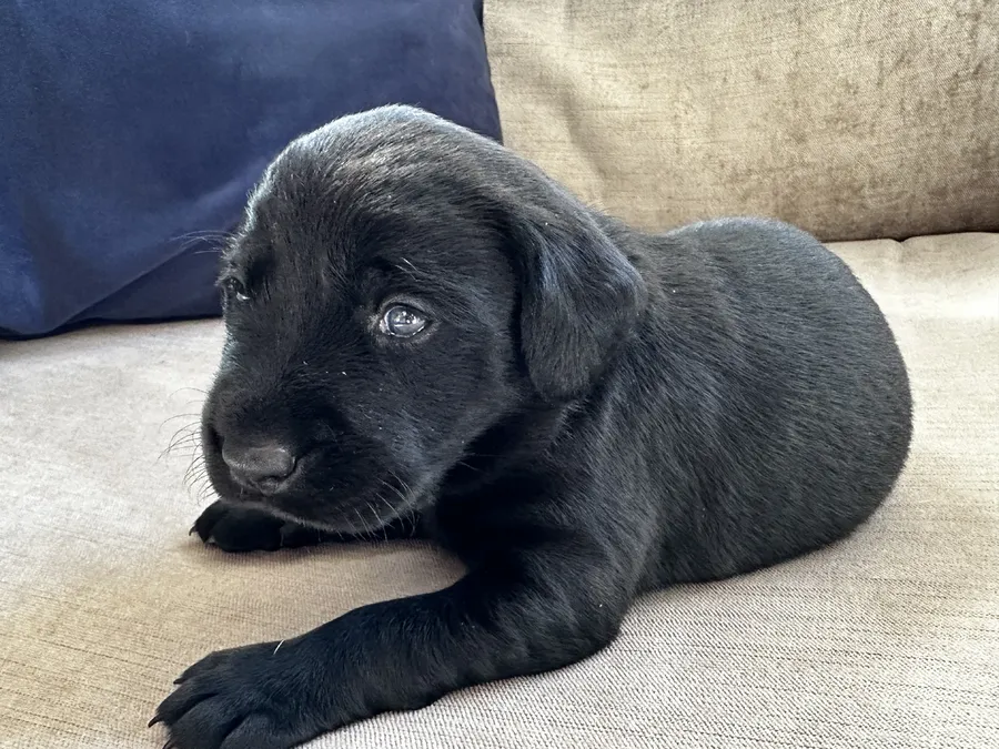 FTCH sired black litter ready for homes May