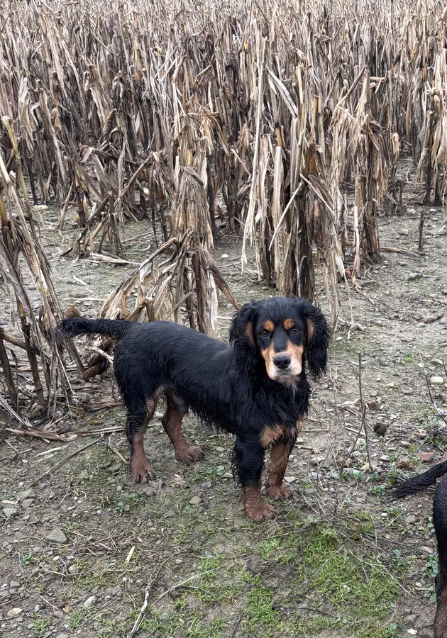 Onny Wasp Bite Black KC reg stud dog